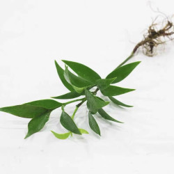枫琪盼 天堂鸟 水培植物 盆栽 10厘米 绿色