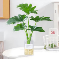 佰花锦 春羽水培植物 春羽一颗+玻璃ins简约风盆 整体高度20-30cm