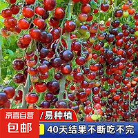 黑瀑布 黑珍珠小番茄种子 200粒 盆栽