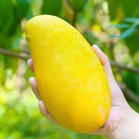 果尚语海南金煌芒果新鲜芒果三亚特产整箱水仙甜心芒应当季热带水果 5斤【精选特大果】单果1.1斤+