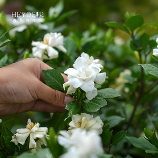 海蒂的花园栀子花盆栽浓香花卉盆栽植物阳台露台庭院绿植苗