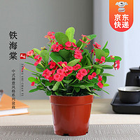 开时果 KaiShiguo Plants 铁海棠盆栽 原生盆 带花发货 虎刺梅 四季开花卉植物 盆景 绿植