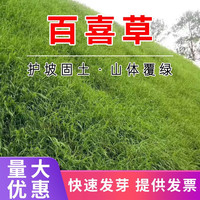 千特 QIANTE 草坪种子 矮生四季青 百喜草种子1斤