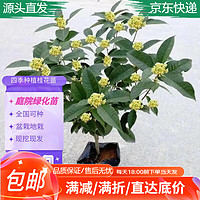 萌肉居 桂花苗 实生小苗约0.5cm粗 盆栽