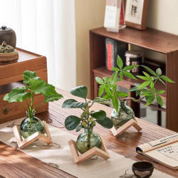 八芽 水培植物发财树小盼菩提桌面盆栽净化空气室内摆件办公室绿植花卉 双杆发财树-轻奢小蓝瓶-几何木架 含盆