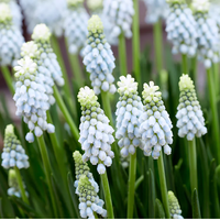 塔莎的花园 葡萄风信子种球盆栽 3球装 阳台绿植 秋季种植