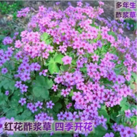 千特 QIANTE 红花酢浆草种子 半斤