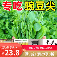 播种心情 无须豌豆种子甜豌豆尖种籽专吃豌豆苗四季播种龙须荷兰豆蔬菜种孑