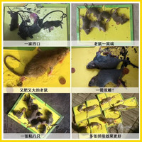 衣泽花丽 粘鼠板超强力老鼠贴老鼠药大号加厚灭耗子大鼠粘板沾胶除鼠灭鼠家用黏鼠板抓捉捕鼠器 强力粘鼠板20片装