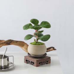 喜鹊说 小盼菩提树盆栽植物室内观果绿植客厅 小盼菩提-素砂盆-竹底托 带盆栽好