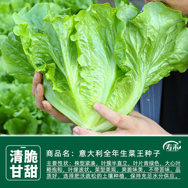 寿禾 生菜种子   意大利生菜种子3g