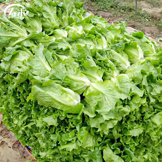 寿禾 生菜种子四季播紫色春季蔬菜莱种紫叶家庭种寿光菜籽叶菜种籽 意大利生菜种子3g