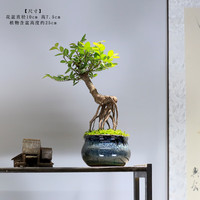 瀚林怡景 HANLINYIJING 小提根榆树-蓝釉盆02款/带盆栽好