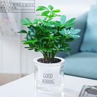 惜林园 七叶莲盆栽七叶莲+透明懒人盆(一盆装) 带盆栽好