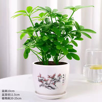 美外鸭脚木七叶莲绿植迷迭香盆栽室内观叶盆景懒人盆栽 鸭脚木一盆+花好月圆陶瓷盆