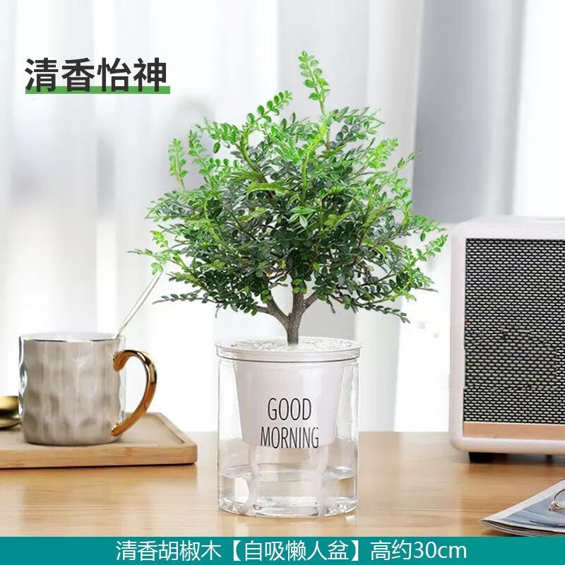 美外清香木绿植盆栽胡椒木室内办公室桌面小植物花卉好养蚊草植物 3年苗【自吸盆】清香木
