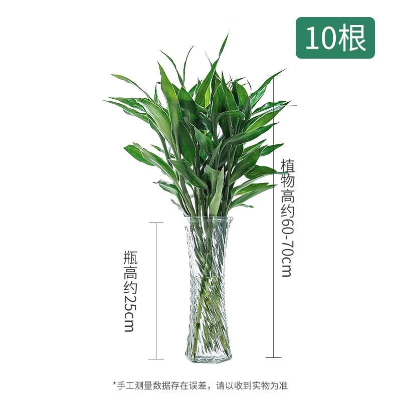美外富贵竹水培植物大叶转运竹柏盆栽 竹柏盆栽(8颗)圆口玻璃瓶