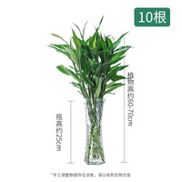 美外富贵竹水培植物大叶转运竹柏盆栽 竹柏盆栽(8颗)圆口玻璃瓶