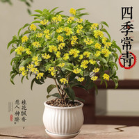 临雅四季桂花盆栽树苗浓香型新中式盆景矮桩绿植桌面办公室内盆栽植物 四季桂花约50cm-不含盆