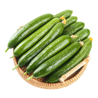 京觅荷兰水果黄瓜 净重3斤 新鲜蔬菜健康轻食 源头直发