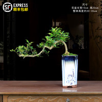 瀚林怡景 HANLINYIJING 清香木盆景 悬崖青香木 蓝釉盆