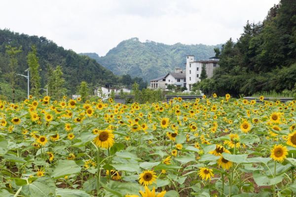 周末清明不加价!张家界野溪河畔度假营(国家森林公园店)听山·静心屋2晚含早+接送机服务