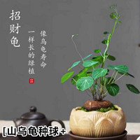 壹植 山乌龟种球+莲花盆（不含底座）