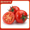静益乐源 攀枝花沙瓤西红柿 2.5kg单果50g+