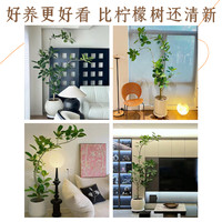 孟加拉榕盆栽大型绿植黄金榕高山榕树室内客厅落地橡皮面包树
