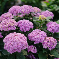 康果圆 无尽夏 绣球花苗 带盆栽好 颜色分类1号送肥料