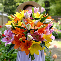 康果圆 H1105171519 竹柏 3棵中球 混色 裸根不带土