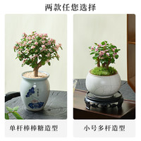 开时果 金枝玉叶盆栽多肉植物盆景 办公室内桌面花卉小绿植源头直发 【丛生款】浅蓝圆陶盆+苔藓+底托