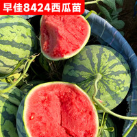 开时果 8424冰糖麒麟西瓜苗盆栽 早佳懒汉无籽大西瓜秧苗地栽四季阳台苗 8424西瓜苗 6棵【红瓤超甜】