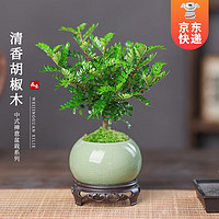 开时果 KaiShiguo Plants 胡椒木盆栽 哥窑浅绿盆+苔藓+圆形底托