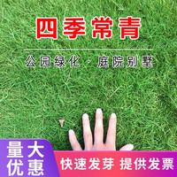 千特 QIANTE 矮生四季青草坪种子 1斤
