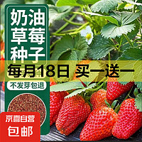 京喜 四季奶油草莓种籽子 奶油红草莓种子/包约100粒 1包