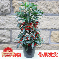 蝴蝶之舞 富贵子盆栽 高60cm左右带果