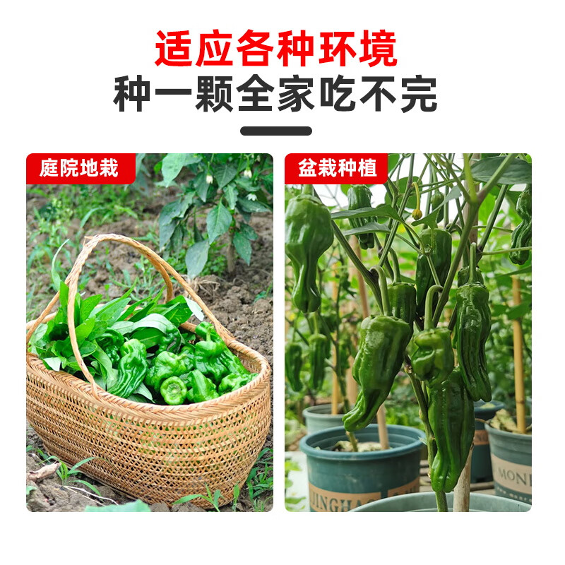 原起点辣椒苗朝天椒秧苗杭椒螺丝椒线椒牛角尖二荆条四季阳台蔬菜苗种子 杭椒苗【6棵】