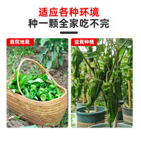原起点辣椒苗朝天椒秧苗杭椒螺丝椒线椒牛角尖二荆条四季阳台蔬菜苗种子 杭椒苗【6棵】