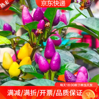 瑞蔬源 七彩辣椒苗 6棵