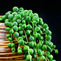 若绿 珍珠吊兰 单颗 多肉植物 室内盆栽