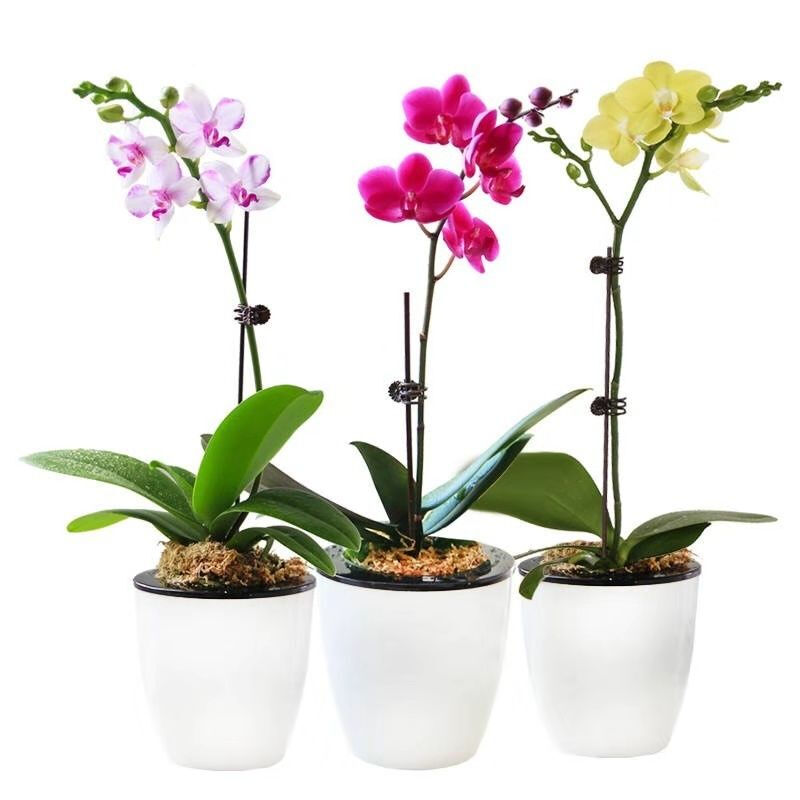 倾颜蝴蝶兰花苗鲜花四季植物 室内客厅绿植盆栽花卉大苗盆景四季长青 金碧辉煌【当年开花】 透明1.7寸【原杯原土】