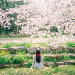 含税+行李额！还有4月出行限定樱花一日游！广州直飞韩国济州岛4-5天机票+一日游
