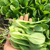 种菜记 蔬菜种子大全快菜生菜鸡毛菜种籽四季南方小青菜春季阳台蔬菜孑 鸡毛菜种子20克