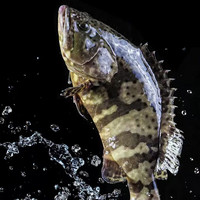 太湖海【鳜鱼 无抗生素检测】鲜活现杀整条桂鱼 淡水鱼类桂花鱼儿童水产 小鳜鱼（150g*6条）儿童装