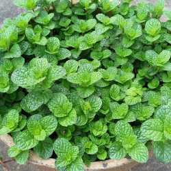左家花园 留兰香薄荷种子 2克 约1000粒