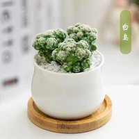 百潮盛多肉植物仙人掌仙人球盆栽内花卉好养办公桌面小绿植防辐射 白鸟+小米缸陶瓷盆+土+白铺面
