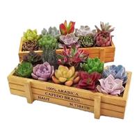 百潮盛多肉植物 小盆栽 豪华套装多肉组合桃蛋玉露绿植花卉园艺 10颗多肉+长木盒+营养土 选项文字有标注