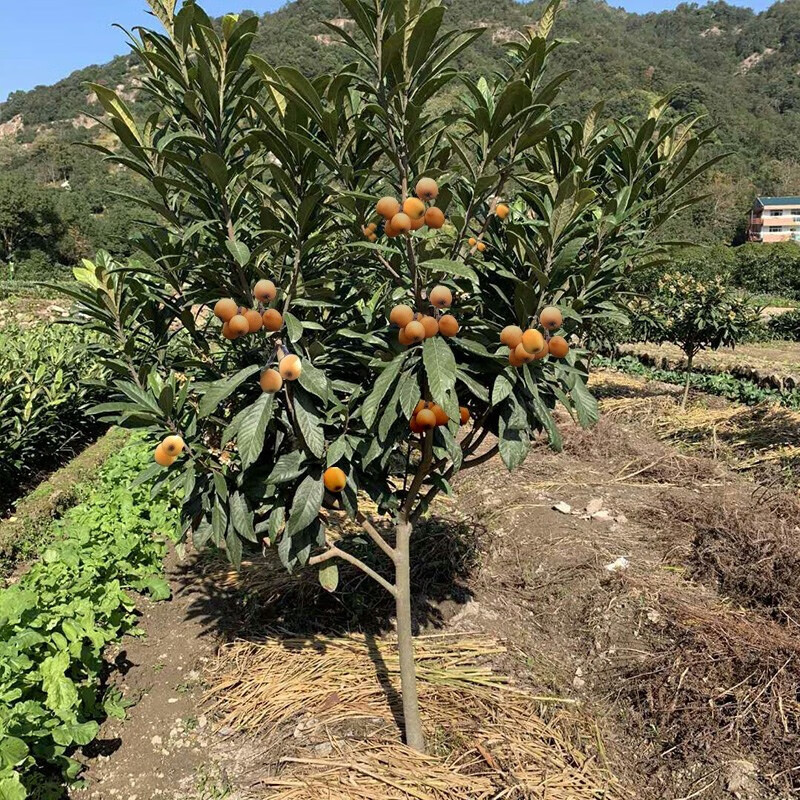 冰糖枇杷树苗嫁接枇杷苗树无核特大果树苗南方北方种植大五星枇杷果树苗当年结果 洞庭枇杷5年嫁接大苗(当年结果)