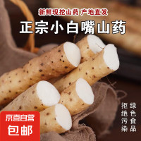 京喜 河北 小白嘴山药 1000g 20cm-30cm/根
